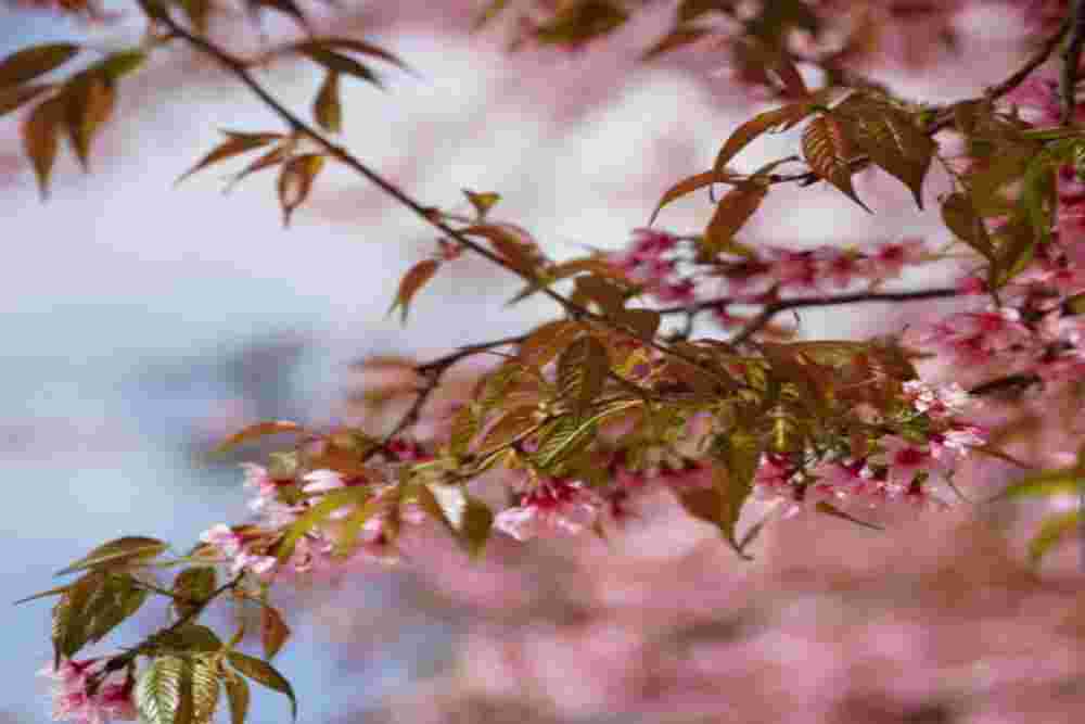 Pesona Mai Anh o 2026, Da Lat Diselimuti Sakura Vietnam