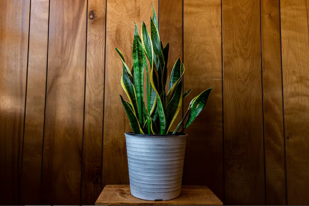 Waktu Terbaik Menyetek Lidah Mertua agar Akar Tumbuh Cepat