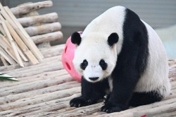 Malaysia Perkenalkan Panda Raksasa Baru Chen Xing dan Xiao Yue