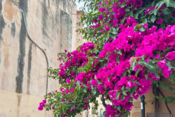 Daftar Tanaman Tahan Kering, Tetap Subur Tanpa Disiram Setiap Hari