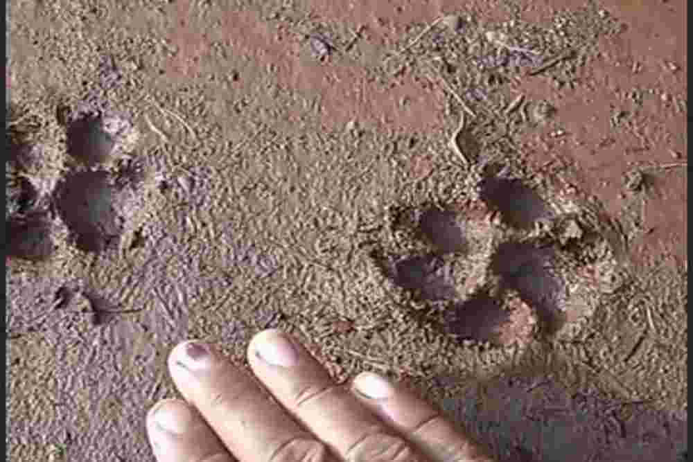 Jejak Diduga Macan Gegerkan Semanu, Muncul 2 Kali dalam 10 Hari