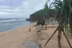 Pantai Sepanjang Ditata, Pandan Laut hingga Cemara Ditanam