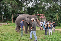 Way Kambas Tutup Sementara Wisata Alam karena Konflik Gajah Liar