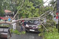 Hujan Guyur Sleman, Pohon Tumbang Timpa Rumah dan Mobil