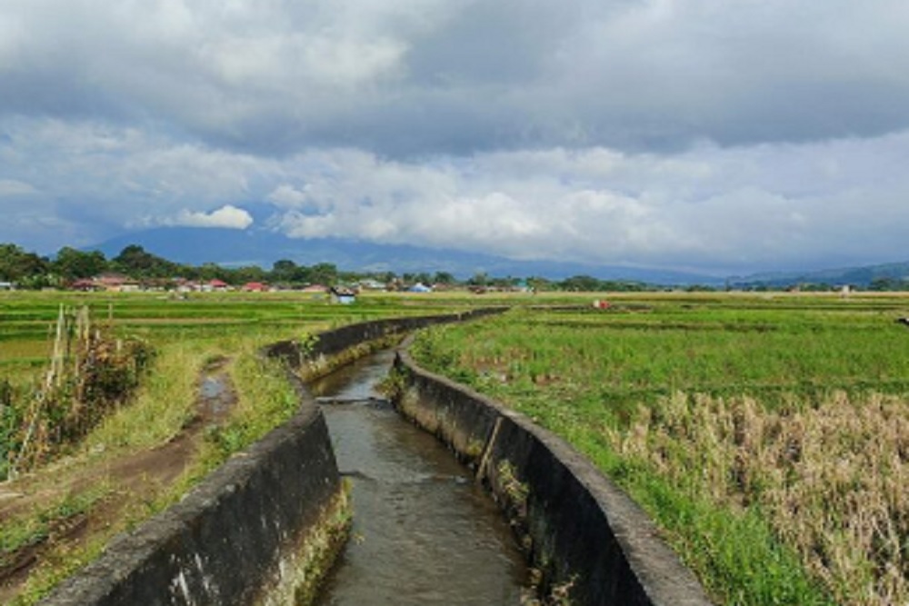DKPP Bantul Targetkan Luas Tanam Padi 35 Ribu Hektare