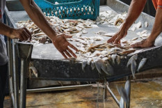 Produksi Ikan DIY 2025 Capai 106 Ribu Ton untuk Pasok MBG