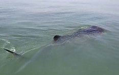 4 Kasus Teror Hiu dalam 48 Jam di Australia, Warga Diminta Jauhi Laut