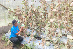 Serangan Jamur Embun Tepung, Rusak Produktivitas Melon Petani Ponjong