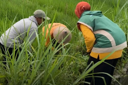 Petani Bambanglipuro Bantul Gropyokan Tikus Biang Kerok Gagal Panen