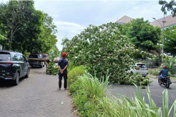 Angin Kencang Tumbangkan Pohon di Belakang UGM, Melintang di Jalan