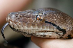 Ular Sanca 2,5 Meter Masuk Kandang Ayam Warga Siraman Gunungkidul