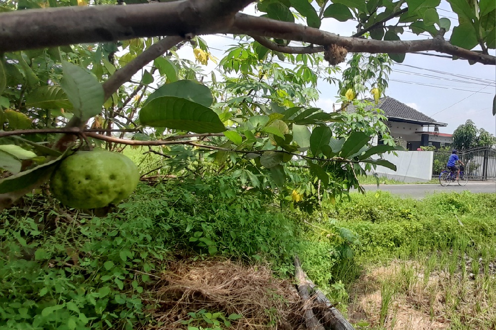 DKPP Bantul Dorong Perkebunan, Ajukan Bibit Jambu dan Kakao ke Pusat