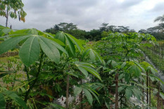 DKPP Bantul Perkuat Budi Daya dan Olahan Singkong Perbukitan