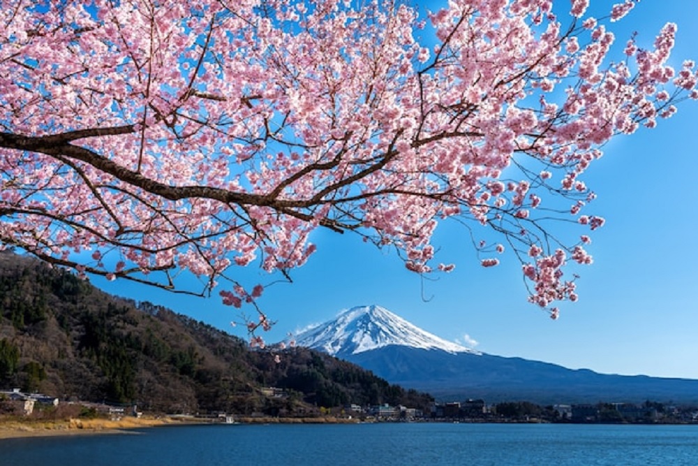 Wisata Bunga Sakura Asia Jadi Tren, Ini 5 Destinasi Favorit 2026