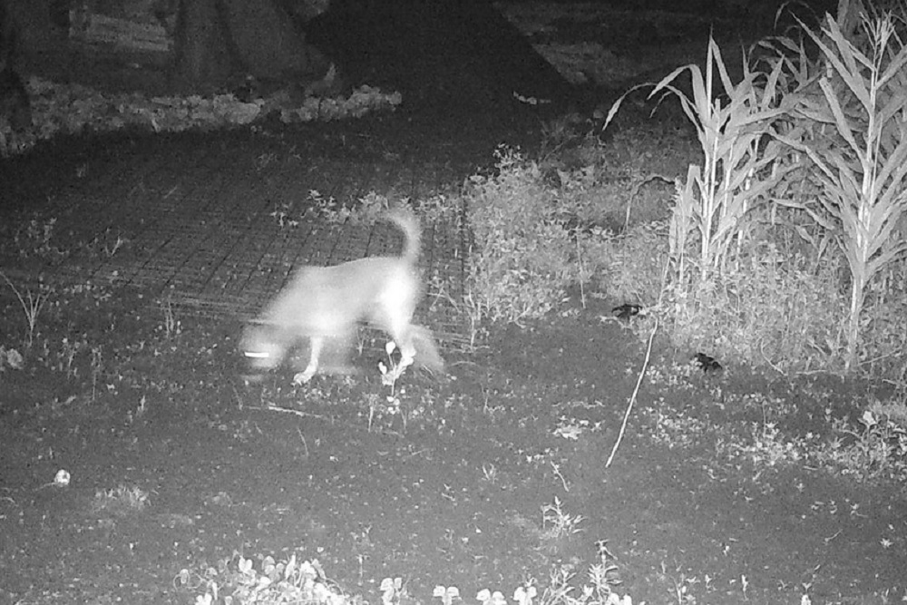 Kamera Trap BKSDA Tak Temukan Macan di Semanu Gunungkidul