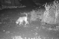 Kamera Trap BKSDA Tak Temukan Macan di Semanu Gunungkidul