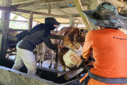 Ribuan Ternak Bantul Disuntik Vaksin PMK Sejak Awal 2026