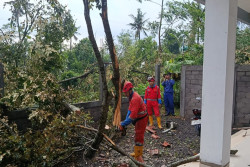 Hujan dan Angin Terjang Sleman, Pohon Tumbang hingga Angkringan Roboh