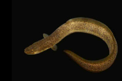 Ikan Sidat Lebih Bergizi dari Salmon, Tapi Populasinya Kian Tertekan