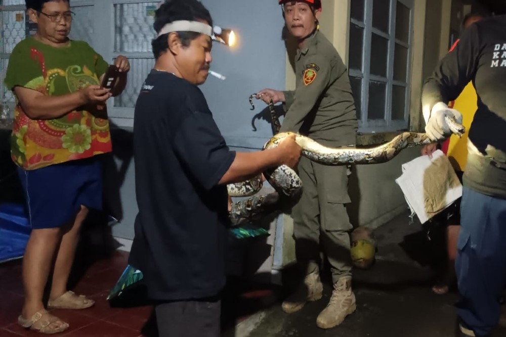 Damkar Sleman Evakuasi Ular Sanca 3,5 Meter di Tempel