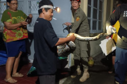 Damkar Sleman Evakuasi Ular Sanca 3,5 Meter di Tempel