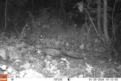 Kamera Trap BKSDA DIY Ungkap Jejak di Candirejo Bukan Macan