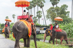 Atraksi Naik Gajah Dilarang, Warga Diminta Melapor