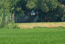 Petani Sewon Bantul Kendalikan Hama Padi Pakai Drone