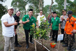 PLN Gandeng Ansor dan Pemkab Boyolali Tanam Alpukat di Lereng Merapi