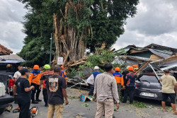 Lagi, Pohon Beringin Tumbang di Makam Raja Mataram Kotagede